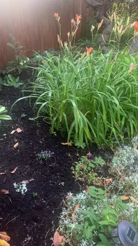 A post by @tigistgeresu543 on TikTok