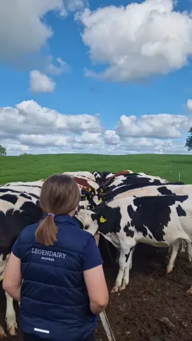 A post by @legendairy_holsteins on TikTok caption: Summer assistants ticking off their jobs 🐄😍