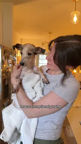 A post by @simonsits on TikTok caption: He will always receive back the love he gives so freely ❤️‍🩹 @Muddy Paws Rescue @Animal Care Centers of NYC 
