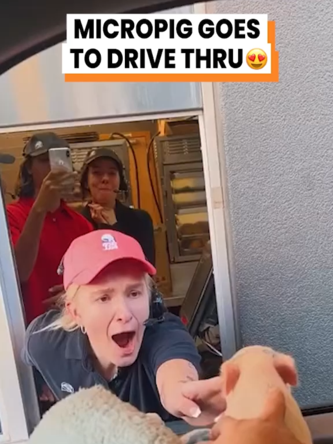 A post by @gofetch on TikTok caption: A micropig at a drive thru is the best thing i've ever seen 🐷 (@penelope_the_mini_pig via Bviral) #micropig #animalvoiceover #petpig #pig #drivethru