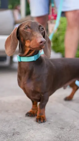 A post by @doggodaiily on TikTok caption: Nina, Rio e Becks❤️🥰😭 , #caniditorino #bassotto 
