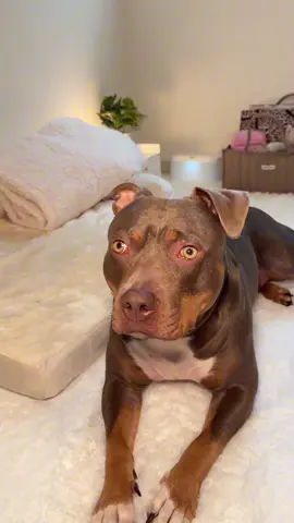 A post by @reignstormpit on TikTok caption: I made Snoh a recovery space for after her spay surgery 🐾🤍 #dogsoftiktok #dogmom #spay #surgery #dogcare #cute   Spay surgery checklist, Spay surgery prep, Spay essentials , Dog spay 