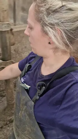 A post by @legendairy_holsteins on TikTok caption: 🐄🥛& 🧼