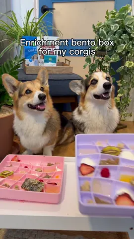 A post by @bradygraffiti_corgis on TikTok caption: Use BRADY15 for 15% off @Open Farm Pet 😋