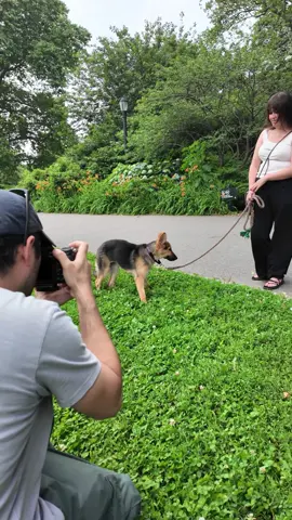 A post by @thedogist on TikTok caption: Loki brings irrepressible joy #thisdogwillchangeyourlife #dogs #nyc @Sean Casey Animal Shelter 
