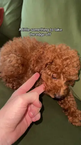 A post by @max_balegde on TikTok caption: She would literally eat my whole hand I think 