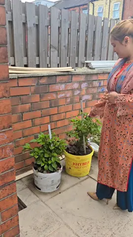 A post by @shahinabegum60 on TikTok