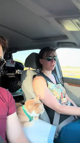 A post by @jacqueszewhipper on TikTok caption: Enjoy 31 seconds of my cat just vibing and living his best life during our 30 hour drive to Colorado  #cats #catsoftiktok #cherub #cat 