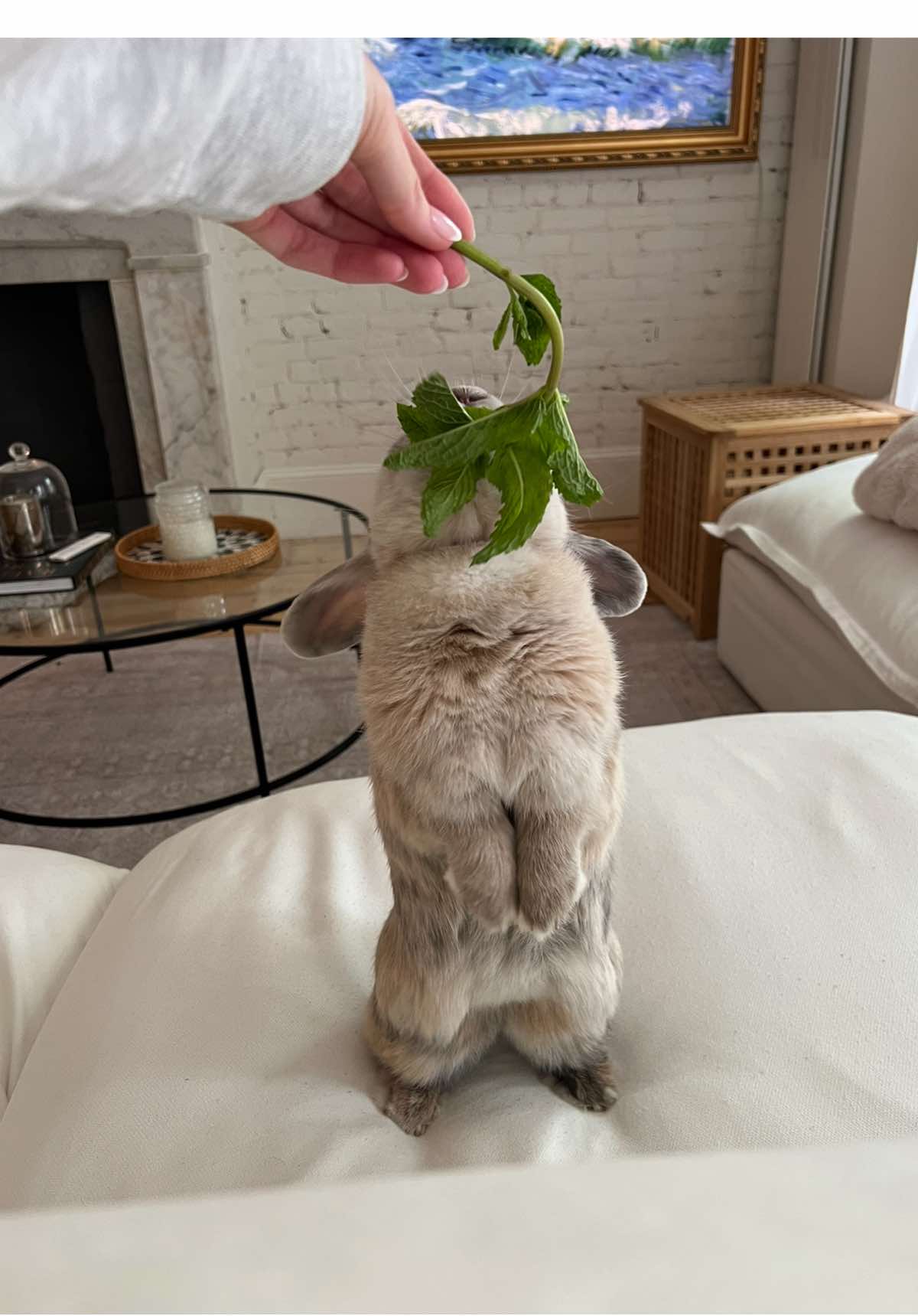 A post by @claudia.harrington on TikTok caption: Same time tomorrow? 🥬 #bunny #rabbit #bunnyasmr #hollandlop #boston #asmr 