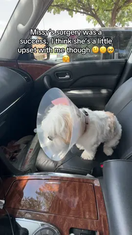 A post by @ucancallmevee on TikTok caption: It’s gonna be a quieter ride home I guess  #dogs #doglover #dogcommunity #baddog #thelittleshihtzs #puppy #newpuppy #newpuppycheck #furbaby #furmomma #furmom #spoileddog #blackpeoplepets #blackdogmom #dogmomsoftiktok #dogsoftiktok #furry #fyp #dog #shihtzu #thelittleshihtzs #funnydog #furbaby #furmom #puppytiktok #mychild #cutepuppy #spoileddog #shihtzusoftiktok #dogsoftiktok #dogmom #dogcommunity #dallasinfluencer #doginfluencer #petsmart #petco #blackpeoplepets🐾 #blackdogmom #puppytiktok #puppy #newpuppy #furmom #furbaby #funnydog #thelittleshihtzs #shihtzu #dog #fyp