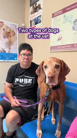 A post by @ladyspinedoc on TikTok caption: Two types of dogs 🤣