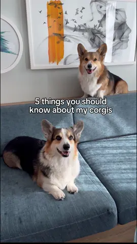 A post by @bradygraffiti_corgis on TikTok caption: bery impawtant for u to know 