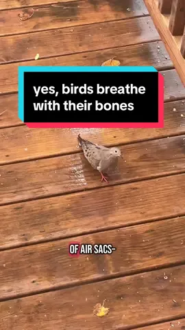A post by @oddpride on TikTok caption: Replying to @Leah 🏳️‍🌈🏳️‍⚧️ one of my brothers is a classical singer and this is probably the fact that’s blown his mind the most 😂 #mindblown #birds #dinosaurs #science #learning #womeninstem 