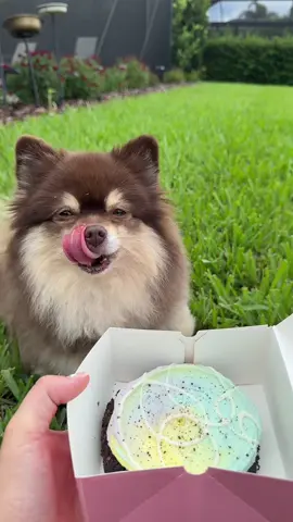 A post by @scout2015 on TikTok caption: Puppy eating MoonBeam Ice Cream Gone Wrong😭❤️‍🩹… @Crumbl #CrumblCookie #moonbeamicecream #BensonBoone 