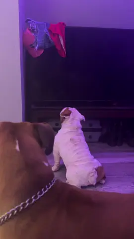 A post by @sofia_mata_yeas on TikTok caption: Soy más miedo yo con es filtro con el que se grabó 😂