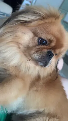 A post by @bianca_official_21 on TikTok