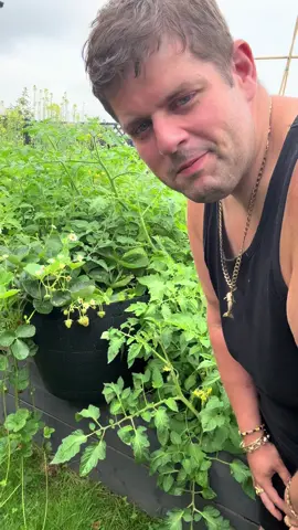 A post by @lawrencetiktok90 on TikTok caption: Down the vegetable garden 