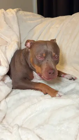 A post by @reignstormpit on TikTok caption: Snoh has her spay surgery and is now recovering at home  🥹💕  #dogsoftiktok #dog #spay #surgery #dogsurgery #dogmom #momlife #MomsofTikTok 
