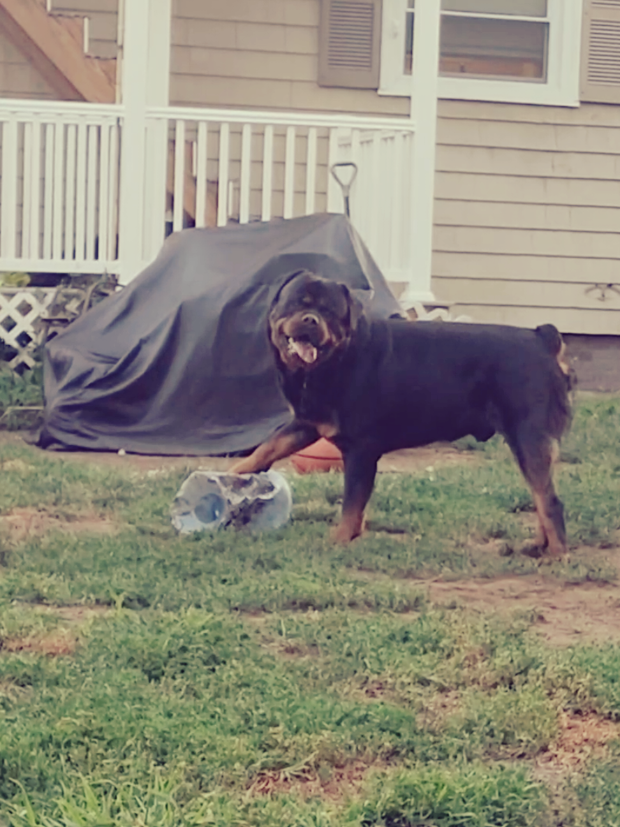A post by @actionjackson2019 on TikTok caption: playtime 🤠 #waterjug #paytime #rott #rottweiler #rottweilersoftiktok #rottweilers #rottie 