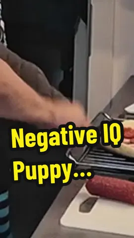 A post by @justafluffymax on TikTok caption: Why did I do that #furry #cute #cooking