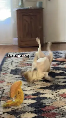 A post by @caroraline on TikTok caption: stella noooooo