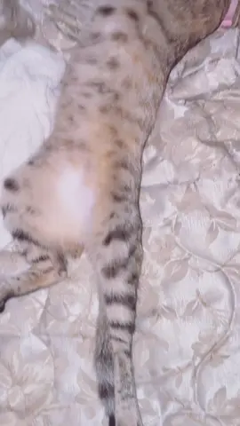 A post by @barce371 on TikTok