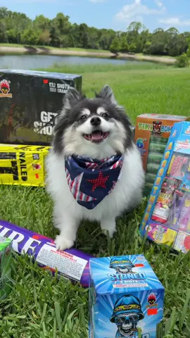 A post by @scout2015 on TikTok caption: No FIREWORKS❌🧨… #sparklers #fireworks #puppy #4thofjuly 