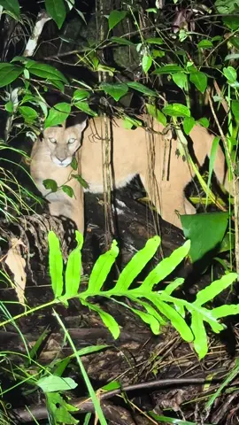 A post by @fishingarrett on TikTok caption: I found a Florida panther! #endangered#rare#wildlife#protected#foryou#foryoupage#fyp#snake#nature#alligator#swamp#florida#everglades#panther#crocodile#python#adventure#explore#environmentallyfriendly#conservation#yoink#chameleon 