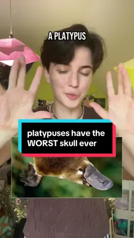 A post by @oddpride on TikTok caption: 💚 hate them 💚 #platypus #mindblown #biology #science #evolution #womeninstem #funny #australia 
