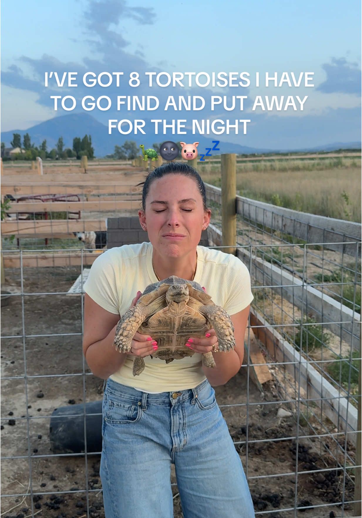A post by @kimberlyoconnell on TikTok caption: Please listen to my pig snoring 😴 #pigsnores #snoringpig #tortoises #tortoisesoftiktok #sulcatatortoise #aldabratortoise #putaway #wednesday #wednesdaynight 