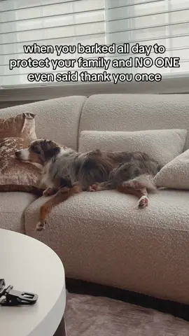 A post by @carlibybel on TikTok caption: 🐶 oh Benjamin… #dogsoftiktok 