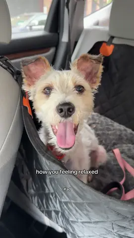 A post by @simonsits on TikTok caption: Cheesecake’s first road trip was a success thanks to @Zesty Paws 🚗 shop prime day deals on Amazon from July 8-11! #zestypaws #ad 