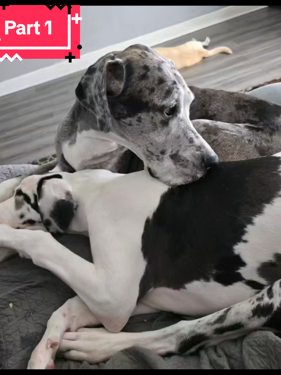 A post by @acraddock22 on TikTok caption: Part 1 of the journey we have been on with our 7 month old Great Dane puppy, Brody. He stopped using his back right leg on May 25th, and was diagnosed with #HOD (Hypertrophic Osteodystrophy). During the first week, he had deadly high fevers (107.7 being the highest), swelling that caused pitting edema, and we spent every evening at our local Urgent care vet. On June 5th, his leg abscessed after being on antibiotics for 7 days. Thankfully, this alleviated all of his swelling and we were hopeful he would start walking again.