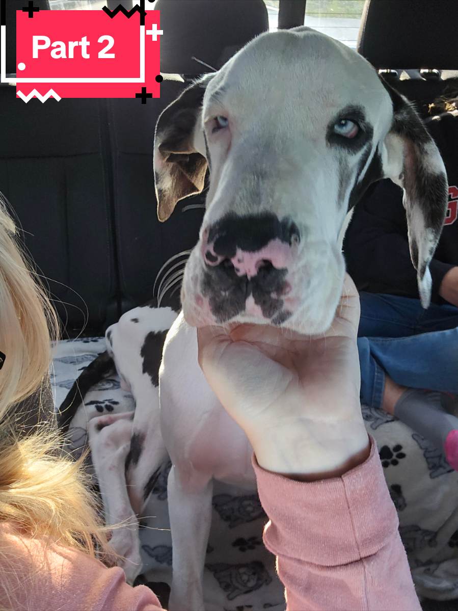 A post by @acraddock22 on TikTok caption: Part 2: After the swelling went down, Brody was still not walking on his leg. His vet had concerns and referred us to an orthopedic specialist. We saw the Ortho specialist on June 9th, and he said we needed to do exploratory surgery to see if there were any ligament or tendon tears that would not show up on an x-ray. I agreed to the surgery, and Brody had it done on June 26th. Brody was in surgery for 2.5 hours, but unfortunately, there was nothing that could be done. The infection that he had ate away huge pieces of cartilage, so there was nothing to reattach or repair. My sweetest boy only has one option left, and that is getting his leg amputated. He was supposed to have it done yesterday, but the incision from the surgery last week is now infected. He has been on antibiotics for over a month at this point and we still can't knock out this infection. His vet sent a culture of the infection to a lab yesterday, and we are hoping to find out exactly what kind of antibiotics Brody needs to kick this infection. Our journey isn't over yet, but I am hopeful that it will be soon. ♡