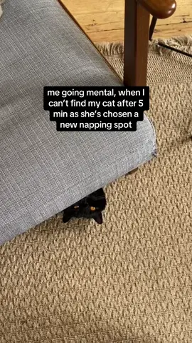 A post by @clementinemeows on TikTok caption: the chaos when i slink away to a new quiet zone 🙂‍↔️ #cat #indoorcat 