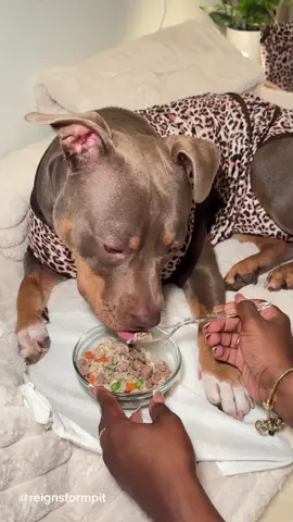 A post by @reignstormpit on TikTok caption: My dogs is recovering from her spay surgery. Lets take care of her.  #asmr #asmrsounds #satisfying #relax #asmrrelax #asmrvideo #dogcare #dogsoftiktok #doggrooming #dogbath #cutedog #viral 