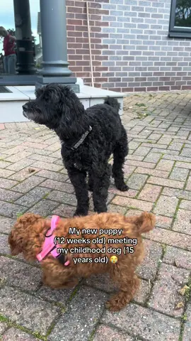 A post by @max_balegde on TikTok caption: She looks so much like Josie (his wife) did too 😭😭 gonna cry #puppy #dog 