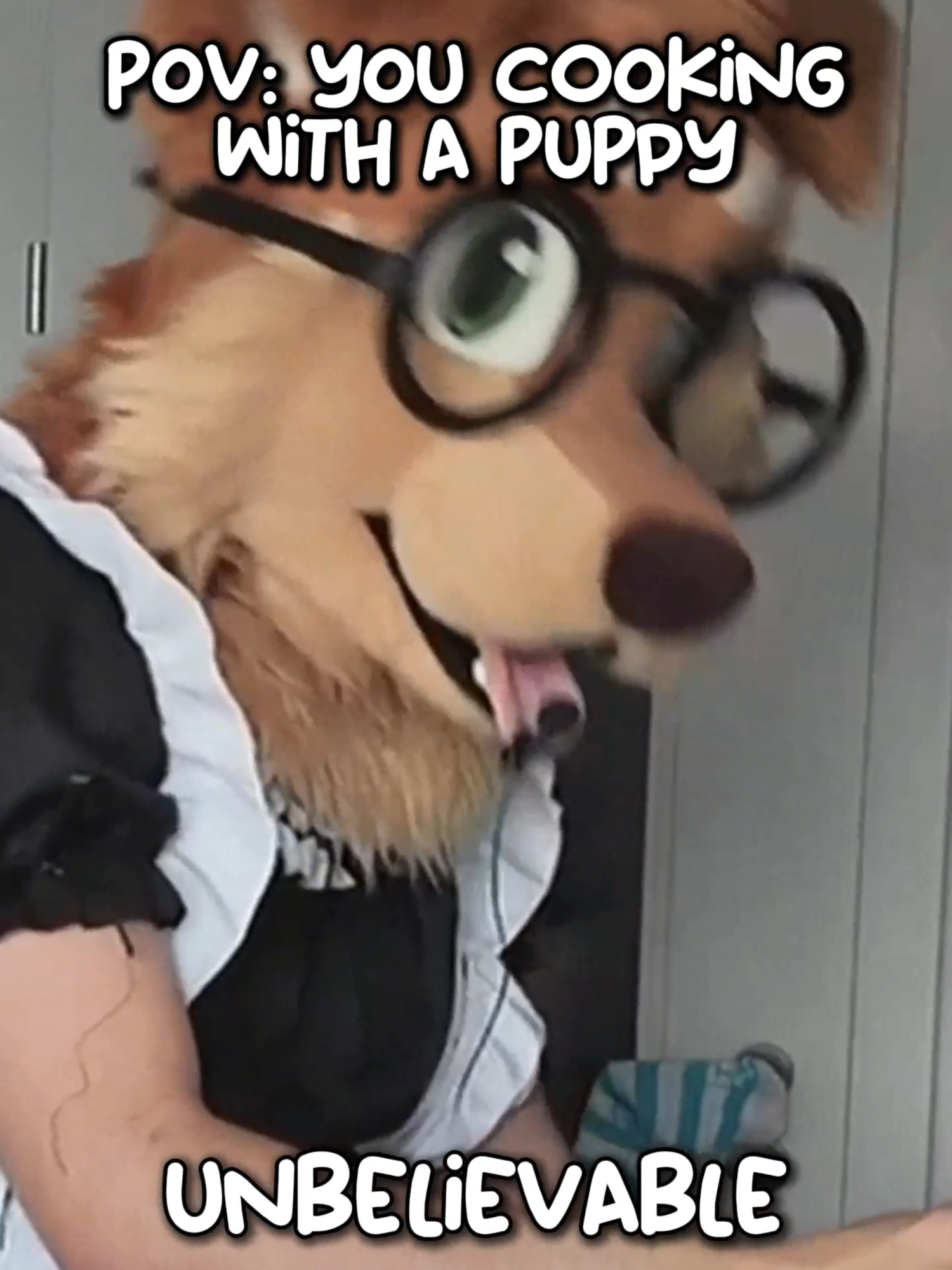 A post by @justafluffymax on TikTok caption: The question is... WOULD YOU? #cute #furry #cooking