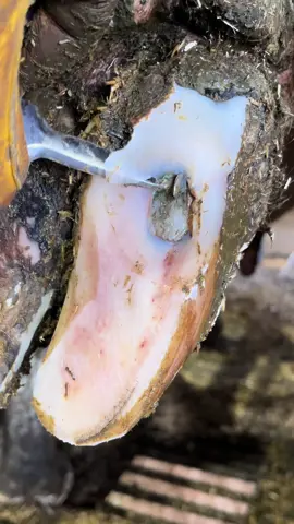A post by @natethehoofguy on TikTok caption: Her calf may have caused this…. #natethehoofguy #fyp #foryoupage #hooftrimming #hoofcleaning #hoofpicking #oddlysatisfying #bedtime #naptime #hoofcare 