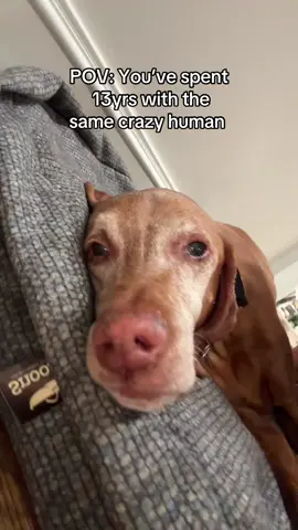 A post by @ladyspinedoc on TikTok caption: Nothing surprises her 🤣 #vizsla #seniorvizsla 