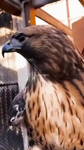 A post by @osamaalomar on TikTok