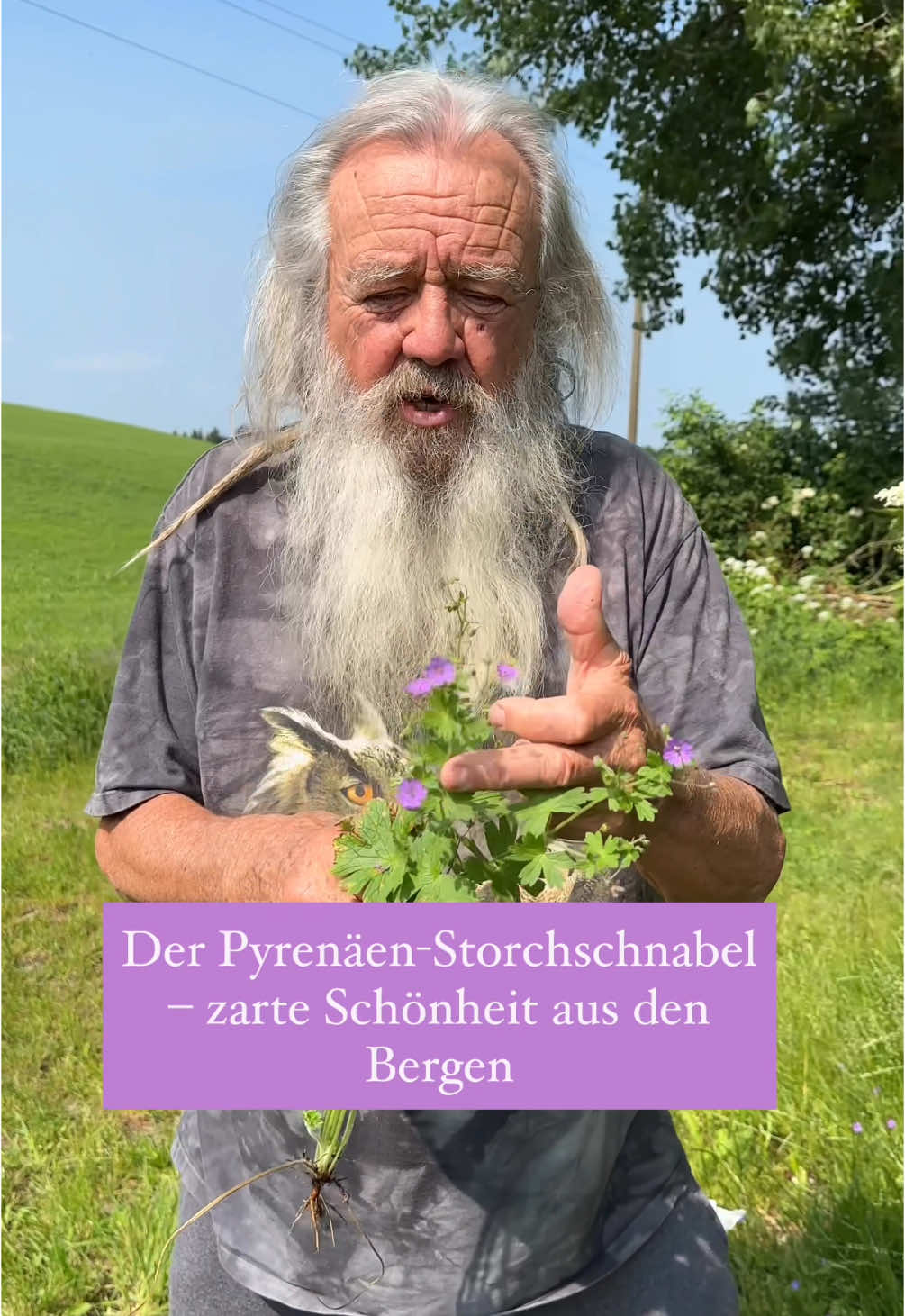 A post by @wolfdieterstorl on TikTok caption: Geranium pyrenaicum, auch Pyrenäen-Storchschnabel genannt, ist eine mehrjährige Wildblume aus der Familie der Storchschnabelgewächse. Typisch: ihre violetten Blüten und tief gelappten Blätter. Oft zu finden an sonnigen Standorten. #natur #blumen #germany #viral #garten #pflanzen #leben 
