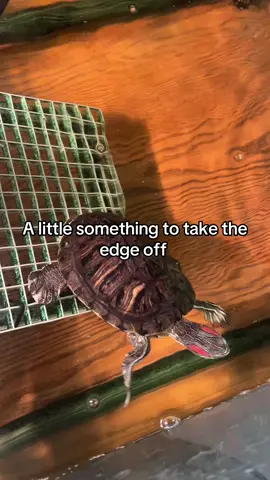 A post by @kylie..porter on TikTok caption: #turtle #fyp 
