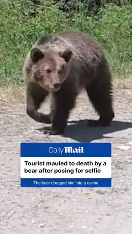 A post by @dailymail on TikTok caption: A motorcyclist was mauled to death by a bear in Romania on Thursday after posing for a selfie with its cub. Italian tourist Omar Farang Zin, 49, was riding on his motorbike when a vicious bear attacked him and dragged his body down a ravine. Read the full story on DailyMail.com. 📷 Facebook #bear #attack #selfie #news 