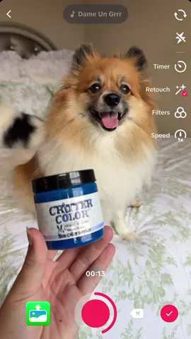 A post by @scout2015 on TikTok caption: Do you like her hair COLOR😱🇺🇸Part 2?!‼️#behindthescenes #bts #color #puppy #transition 