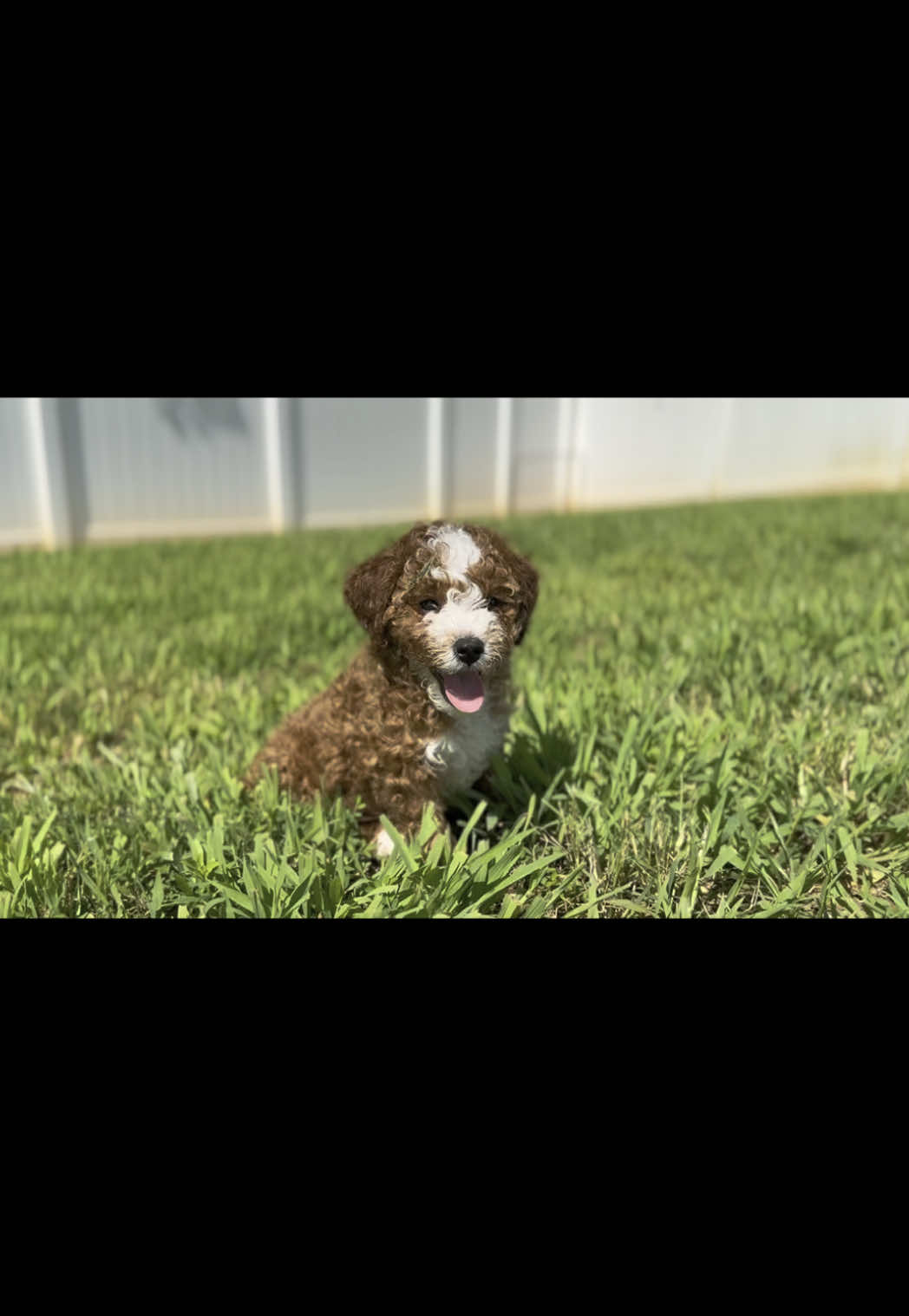 A post by @bellahroze on TikTok caption: Have you ever seen a real life teddy bear ? #puppy #puppies #poodlesoftiktok #toypoodle #minipoodle 