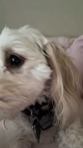 A post by @viikkiiig on TikTok caption: #dogsoftiktok 