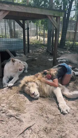 A post by @safarisammie on TikTok caption: Kitty love ❤️ 