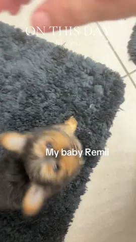 A post by @ruthlessitalian46 on TikTok caption: #onthisday at the end she was like I will bite your toe then 🤣🤣🤣