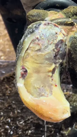 A post by @natethehoofguy on TikTok caption: This trim took some precision…. #natethehoofguy #fyp #foryoupage #hooftrimming #hoofcleaning #hoofpicking #oddlysatisfying #bedtime #naptime #hoofcare 